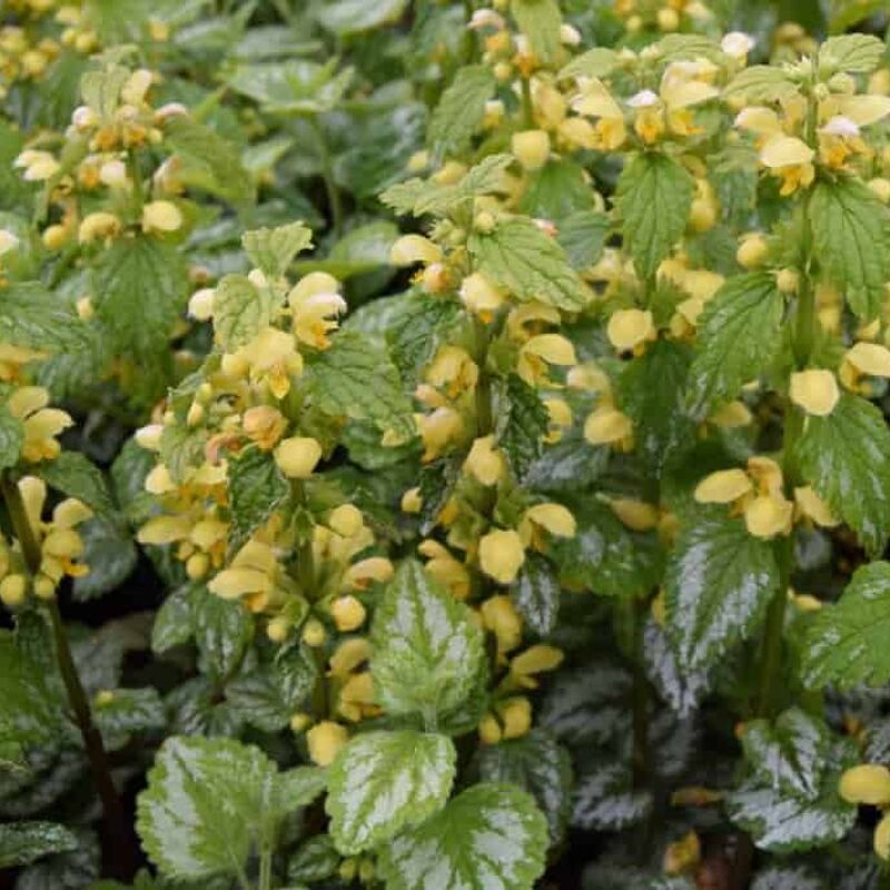 Lamium galeobdolon 'Florentinum' (v) ---